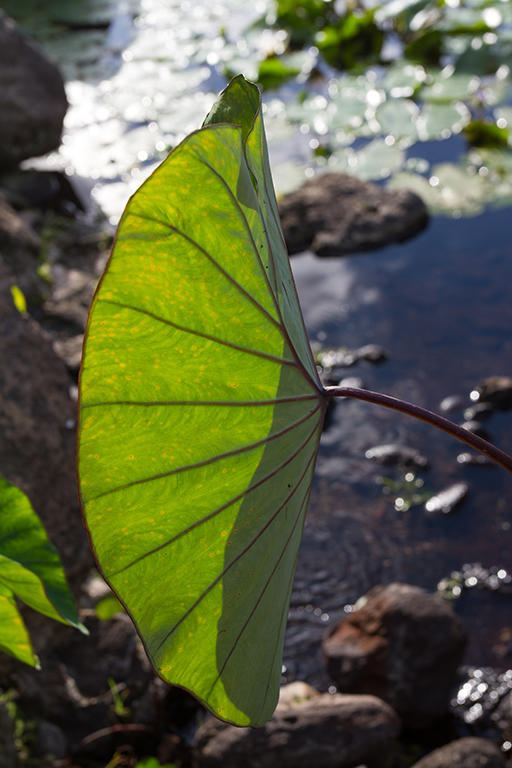 Maui - 008.jpg - Blue Hawaii (Colocasia esculenta)